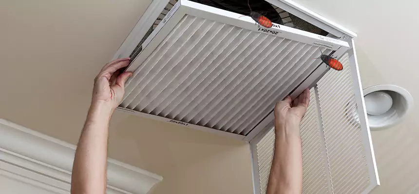 Our Insect Removal from Air Ducts Services in Arlington, WA